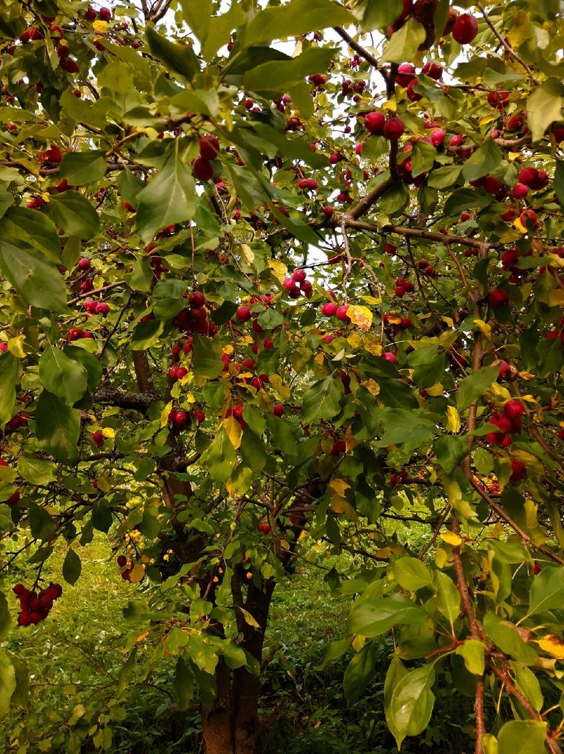 Музейная комната 